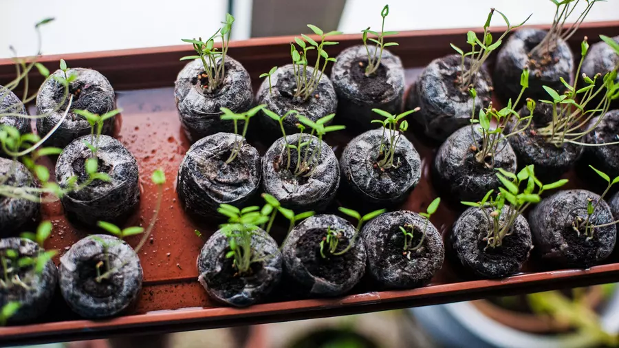 tomato seedlings best plants to start indoors