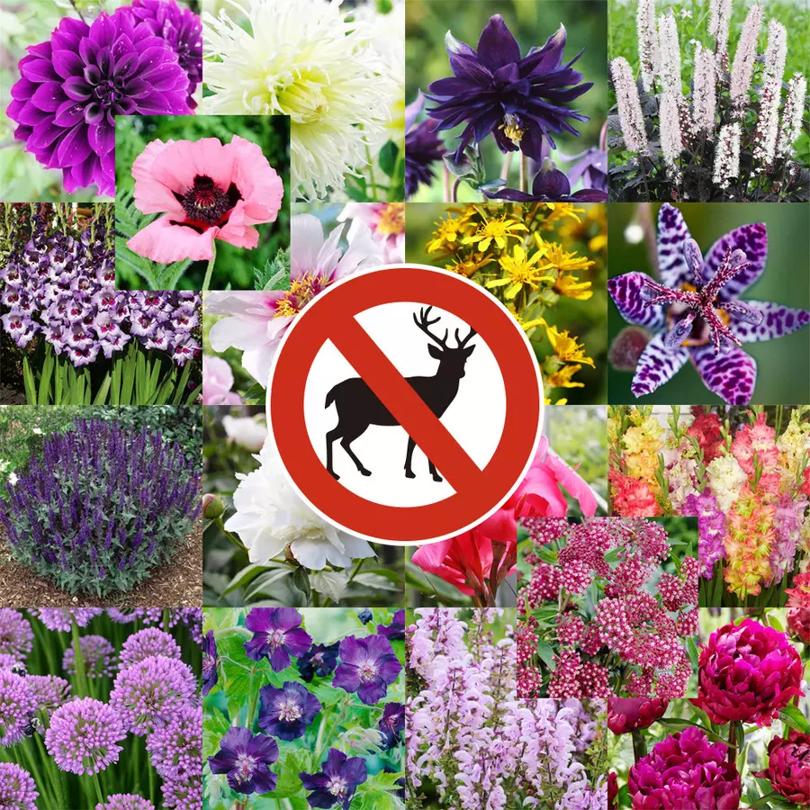 top deer resistant plants