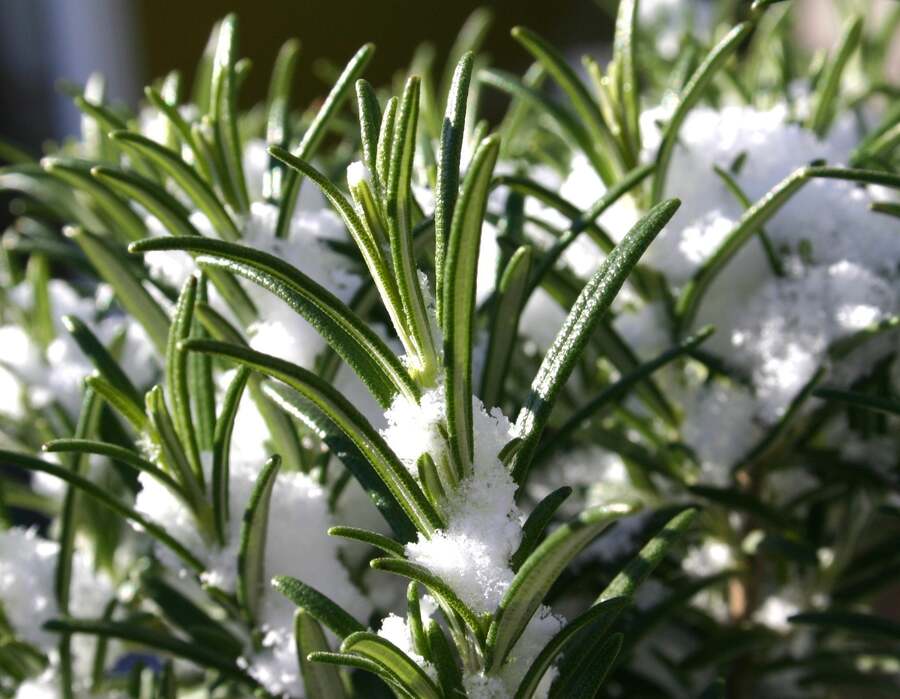 troubleshooting common winter herb garden issues