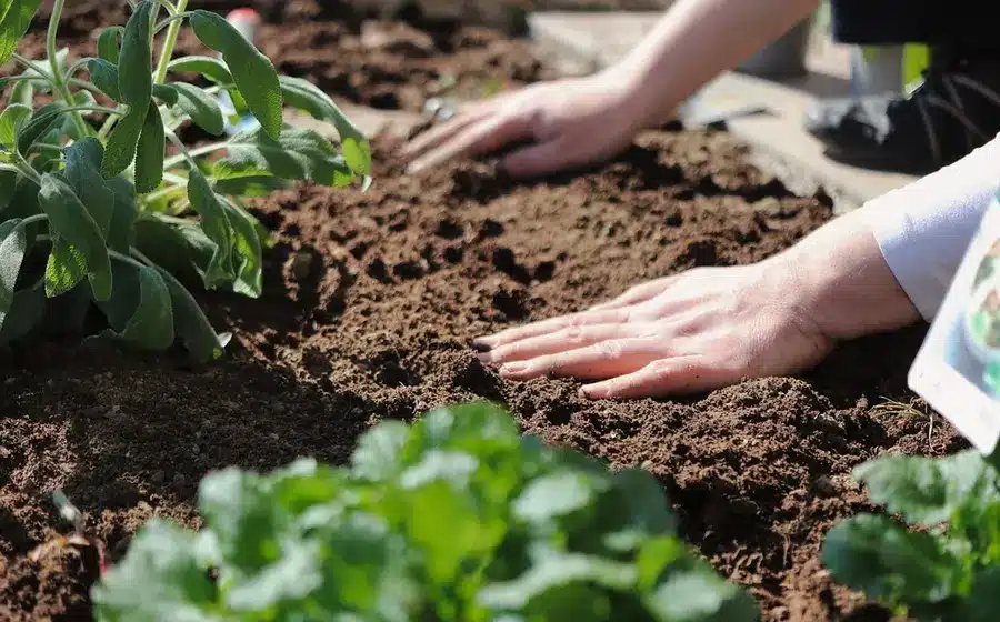 use a garden fork to gently loosen soil