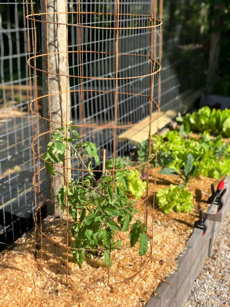 using tomato cages for support