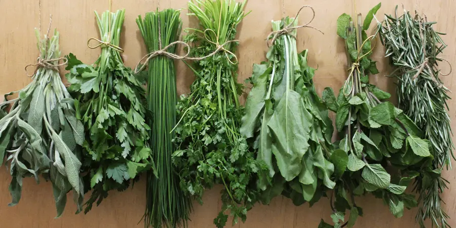 vegetables and herbs to plant in autum