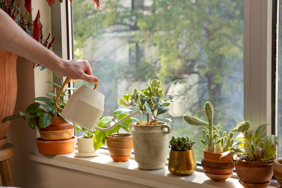 water indoor plants