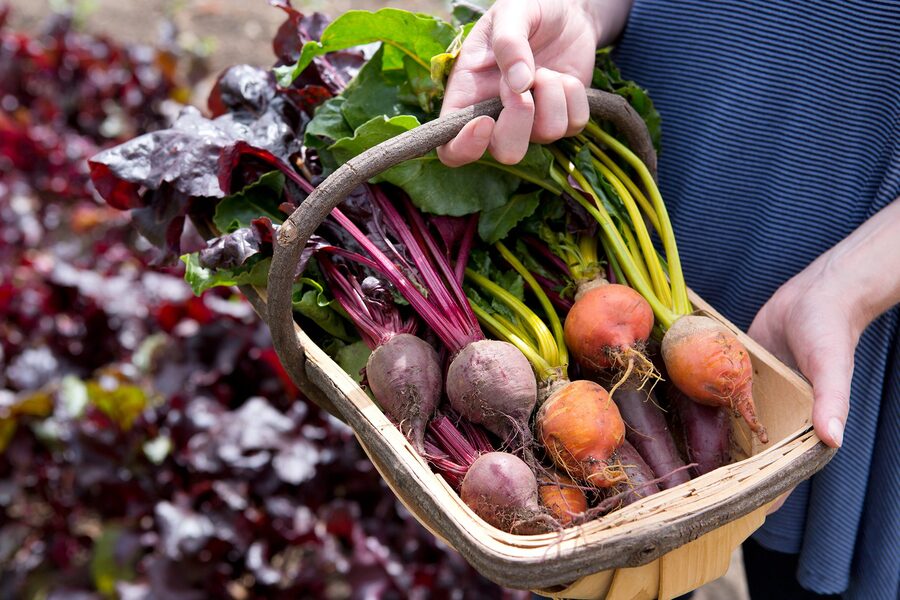 what to plant in early spring beets