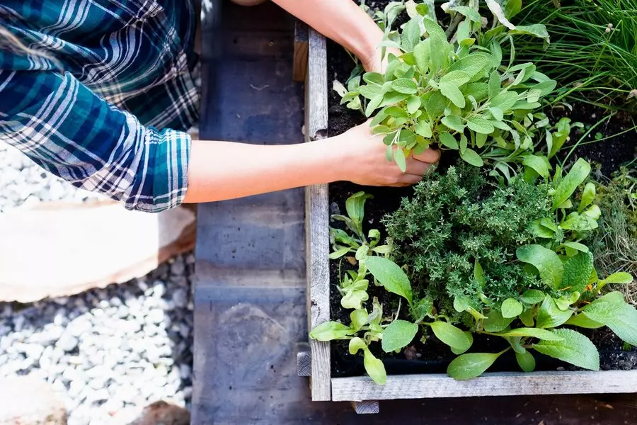 when to plant herbs in the fall