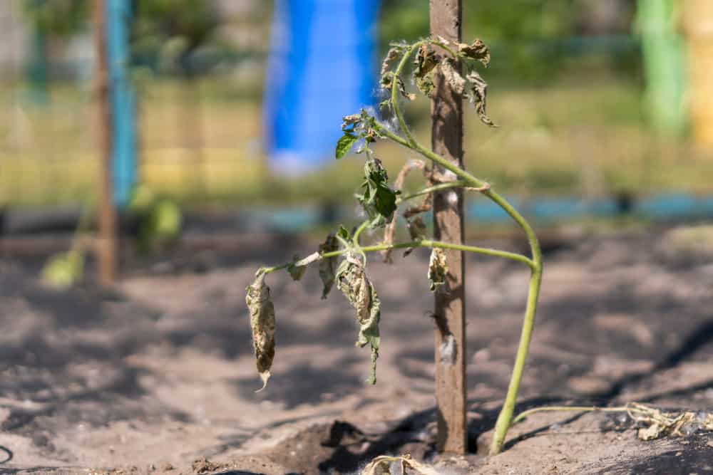 wilting or drooping stems tomato plants