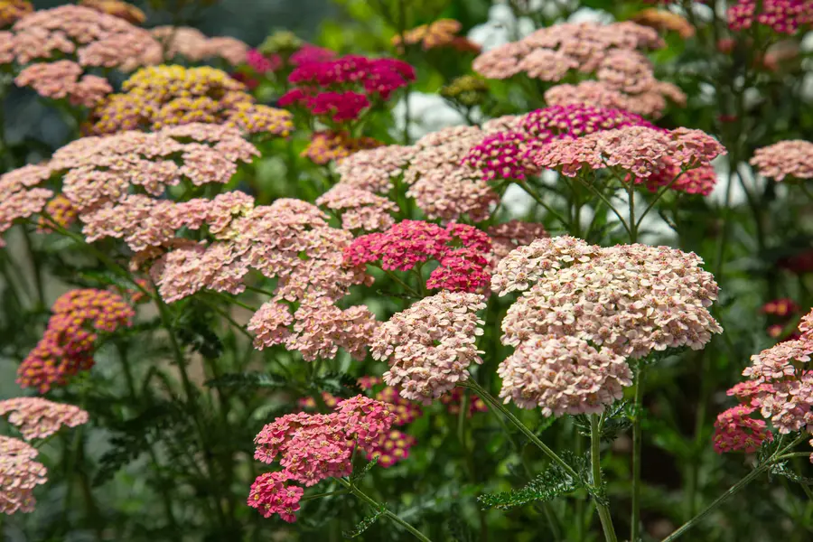 yarrow