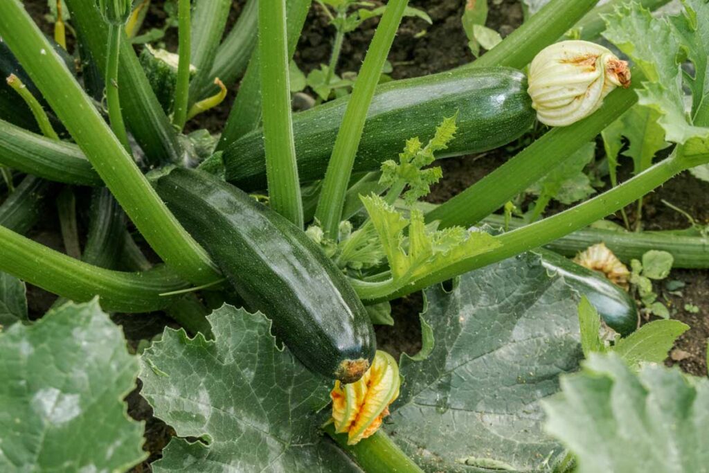 zucchini plants to plant in summer