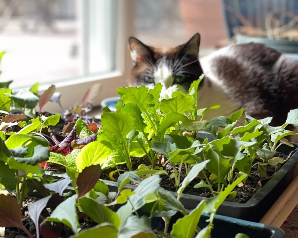 benefits of lettuce for cats