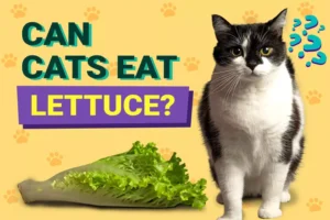 can cats eat lettuce