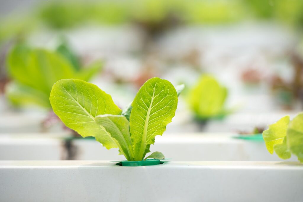 caring for your boston bibb lettuce