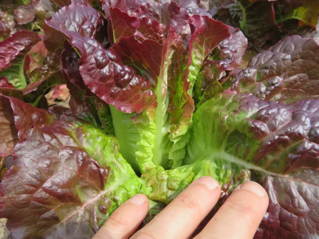 disease identification bibb lettuce