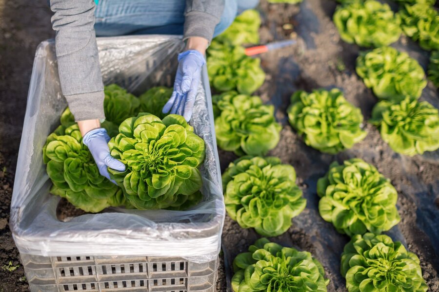 growing bibb lettuce plants