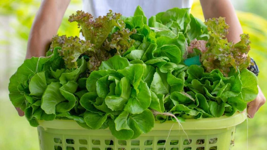 harvesting bibb butter lettuce