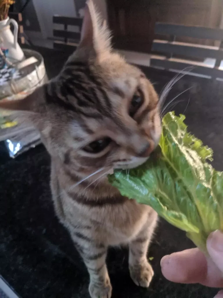 lettuce safe for cats