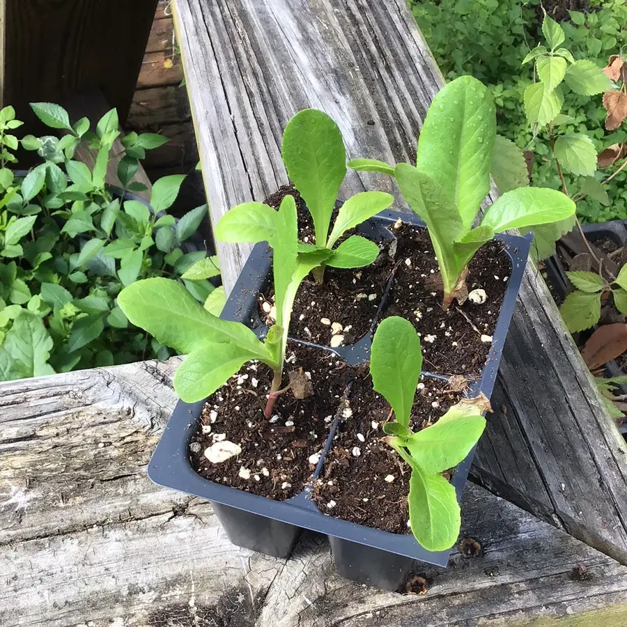 plant bibb lettuce from seeds