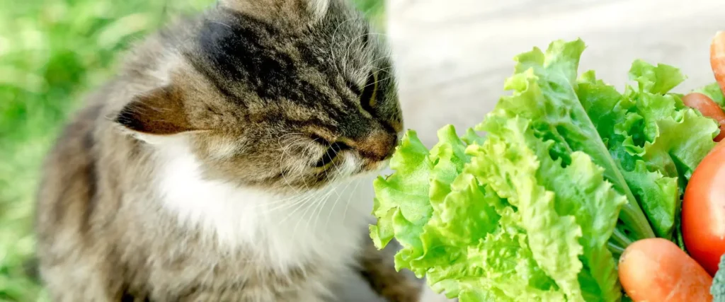 potential risks of feeding lettuce to cats