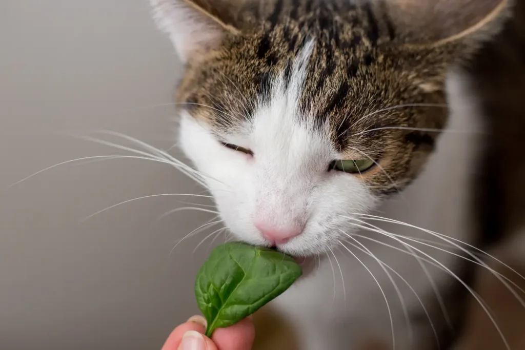 spinach for cats