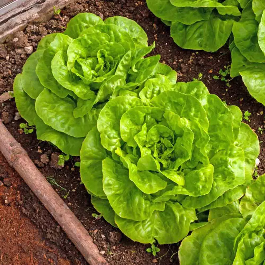 what is bibb lettuce