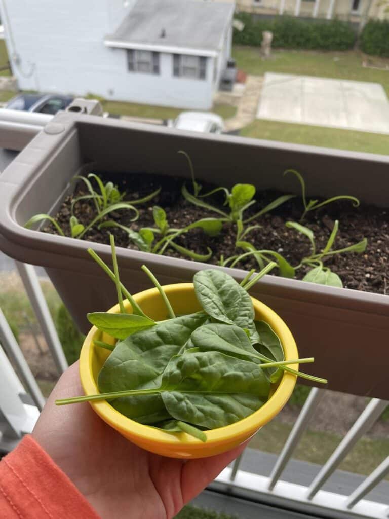 benefits of growing spinach indoors