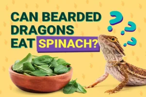 can bearded dragons eat spinach