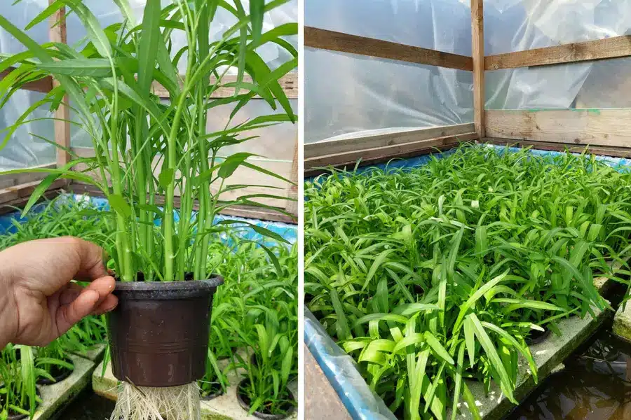 caring for growing water spinach