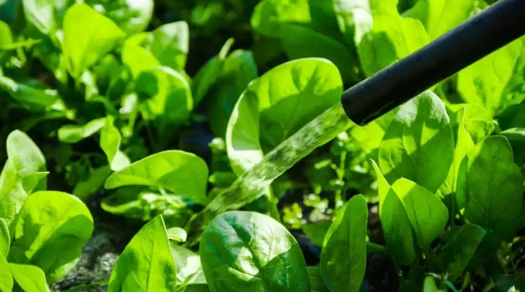 caring for your indoor spinach plants