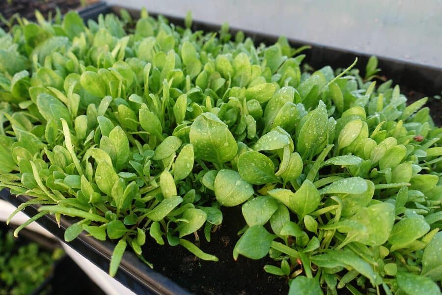 choosing the right spinach variety baby spinach