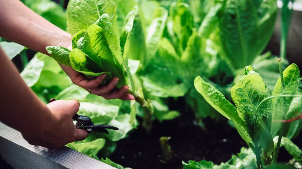 harvesting spinach indoors