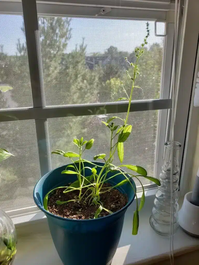 a plant in a pot on a window sill