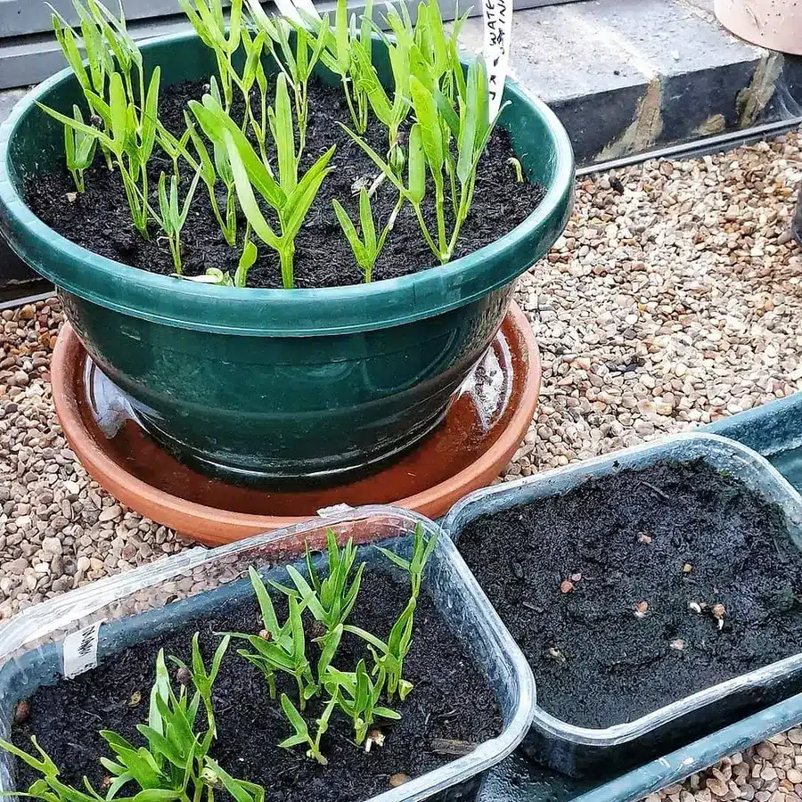 sowing water spinach seedlings