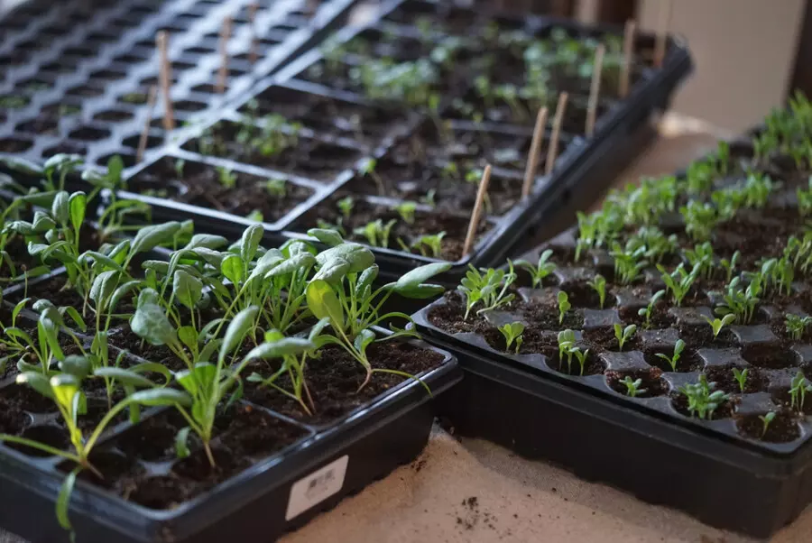 starting spinach seeds indoors and germinate spinach seeds successfully