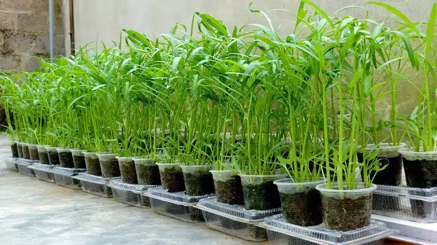 transplanting water spinach seedlings