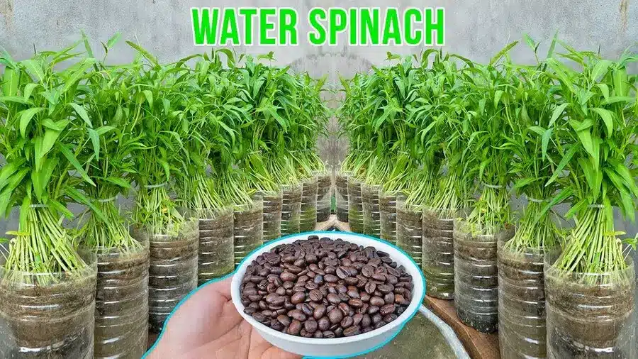 understanding water spinach seedlings