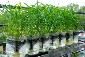 water spinach seedlings