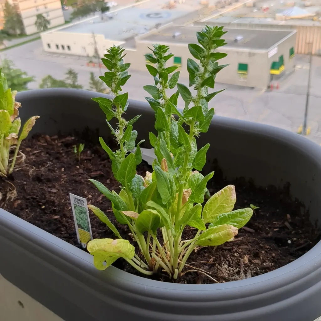 yellowing leaves spinach