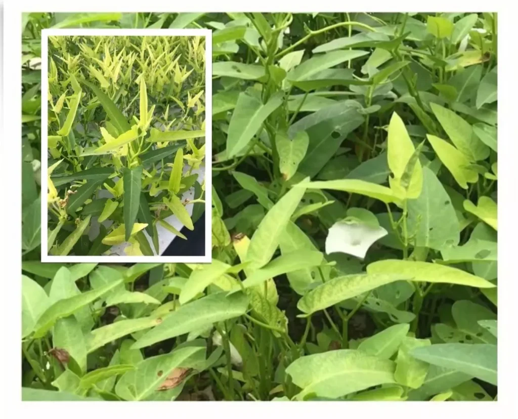 yellowing leaves water spinach seedlings